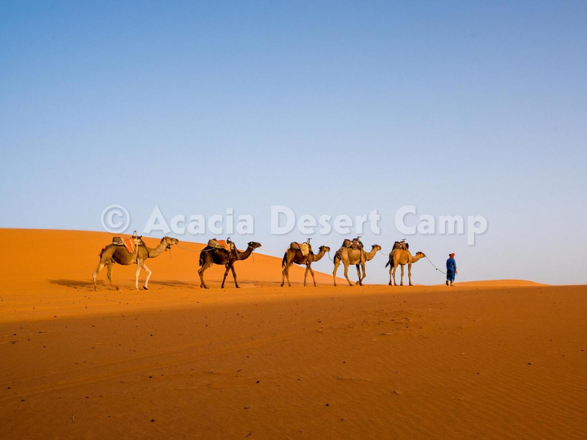 Готель Acacia Desert Camp Мерзуга Екстер'єр фото